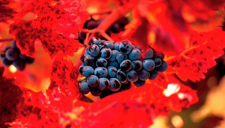Bwci-winecountry-biking-12